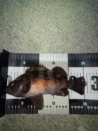 メバルの釣果