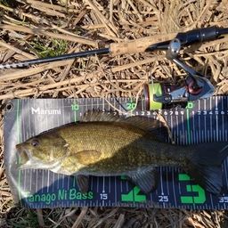 スモールマウスバス