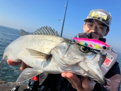 ヒラスズキの釣果
