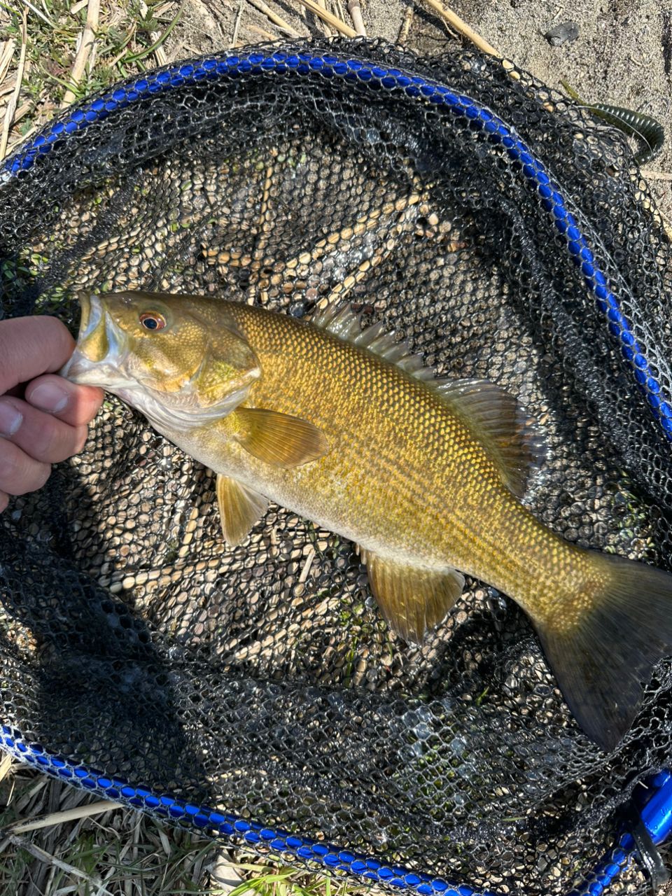 スモールマウスバス