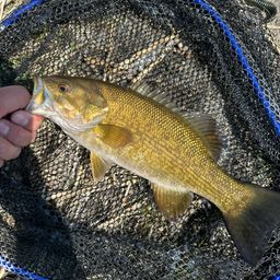 スモールマウスバス