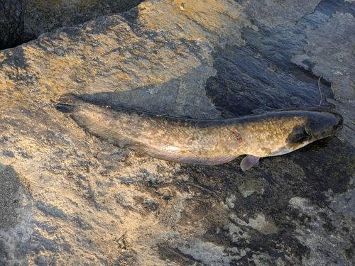 ナマズの釣果