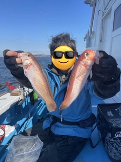 アマダイの釣果