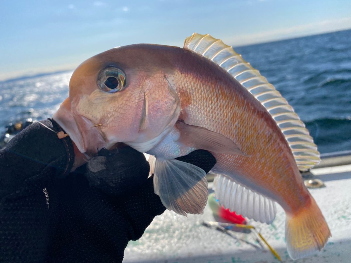 湘南のかつさんの釣果 2枚目の画像