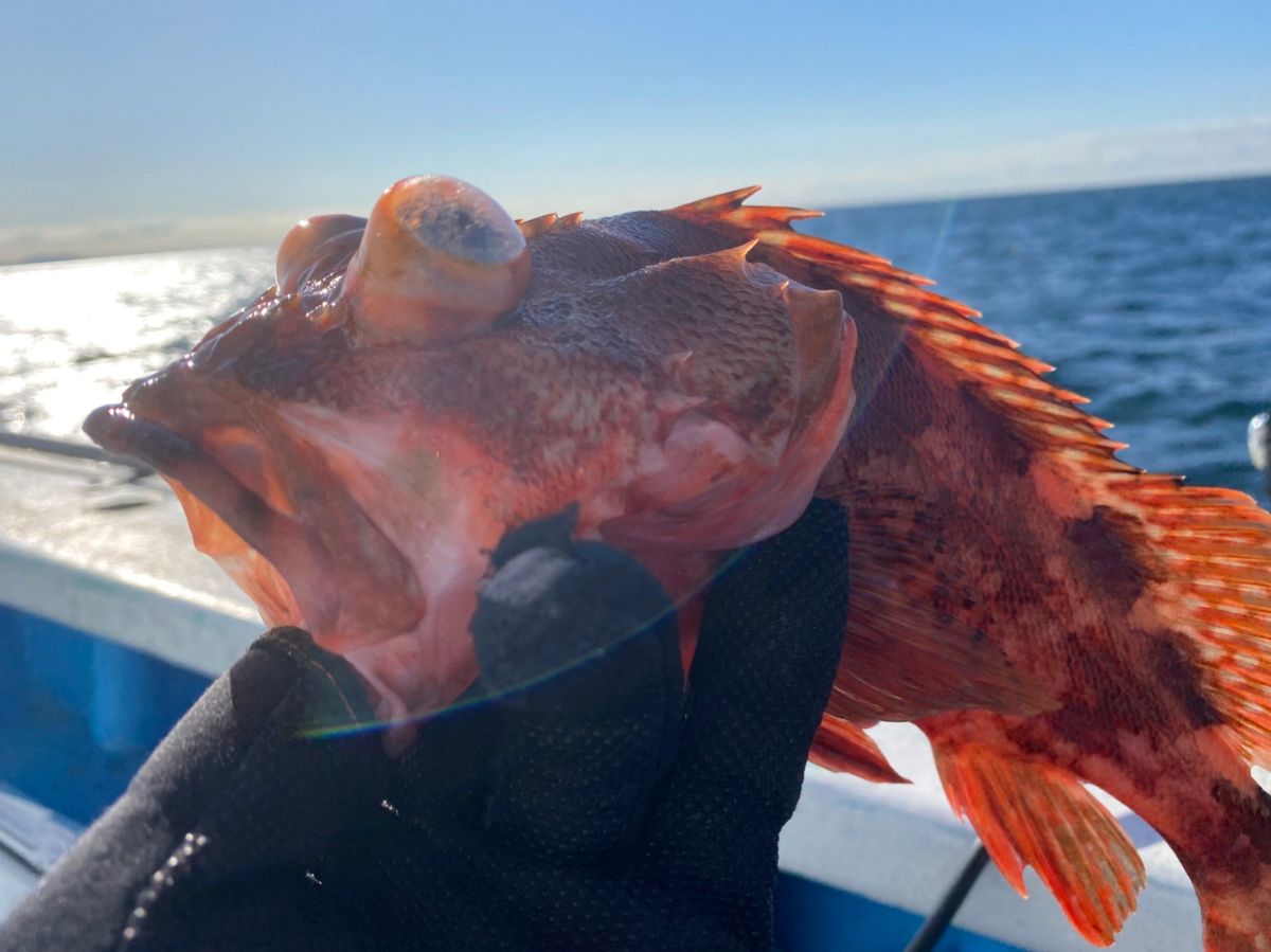 湘南のかつさんの釣果 3枚目の画像