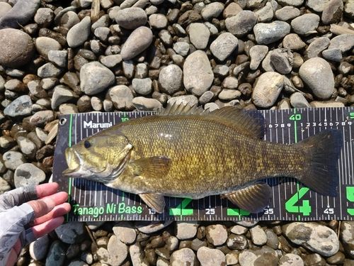 スモールマウスバスの釣果