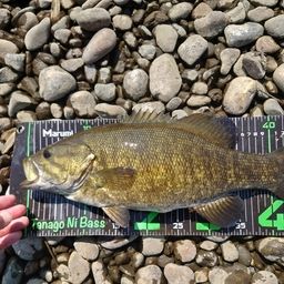 スモールマウスバス