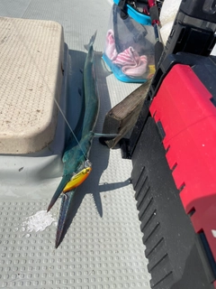 オキザヨリの釣果