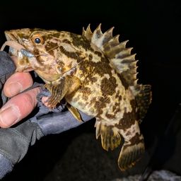 タケノコメバル