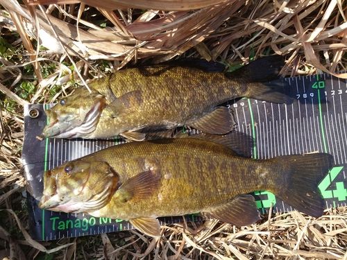 スモールマウスバスの釣果