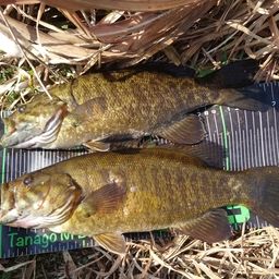 スモールマウスバス