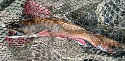 ブルックトラウトの釣果
