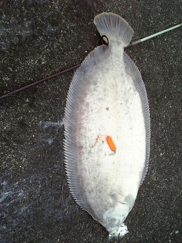 ババガレイの釣果