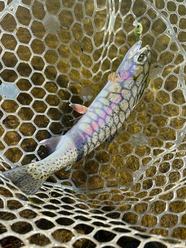 ニジマスの釣果