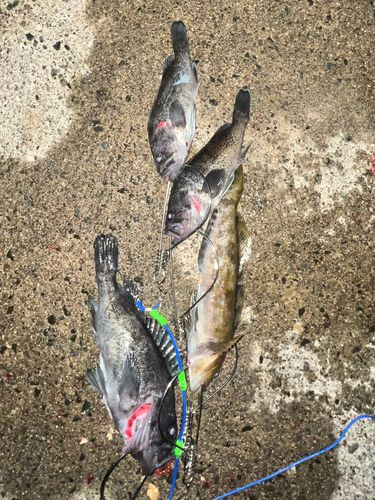 クロソイの釣果