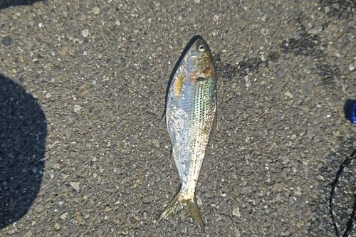コノシロの釣果