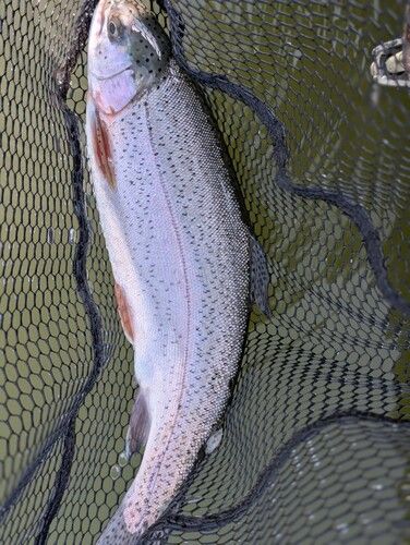 ニジマスの釣果