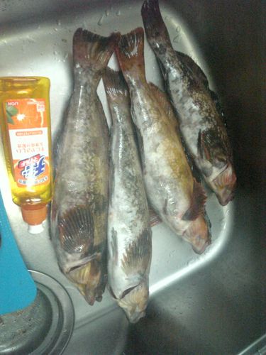 アブラコの釣果