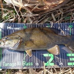 スモールマウスバス