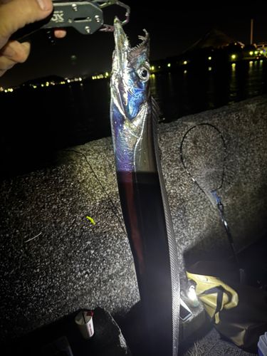 タチウオの釣果