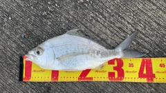 クロサギの釣果