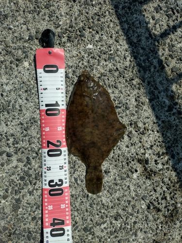 マコガレイの釣果