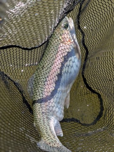 ニジマスの釣果