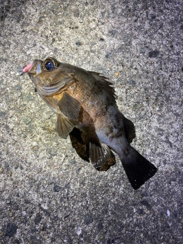 シロメバルの釣果