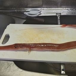 アカヤガラ
