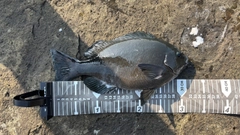 クチブトグレの釣果