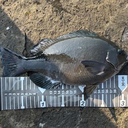 クチブトグレ