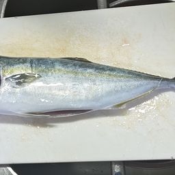 ハマチ