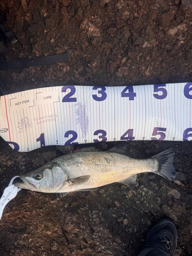 セイゴ（ヒラスズキ）の釣果