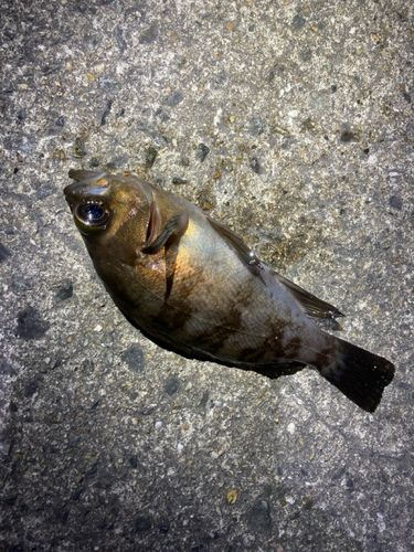 シロメバルの釣果