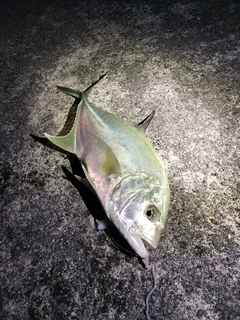 オニヒラアジの釣果