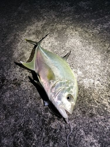 オニヒラアジの釣果