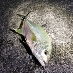 オニヒラアジ