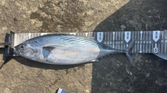 スマガツオの釣果