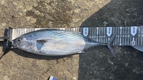 スマガツオの釣果