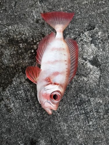 ホウセキキントキの釣果