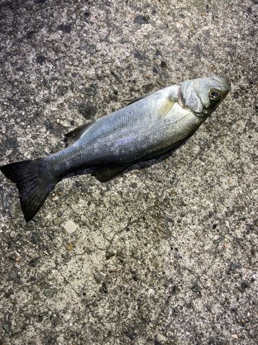 セイゴ（ヒラスズキ）の釣果