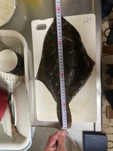 カレイ
