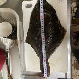 カレイ