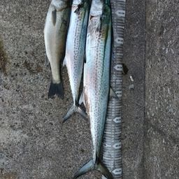サワラ