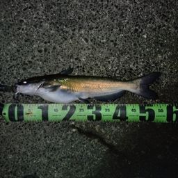 アメリカナマズ