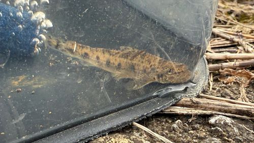 カマツカの釣果