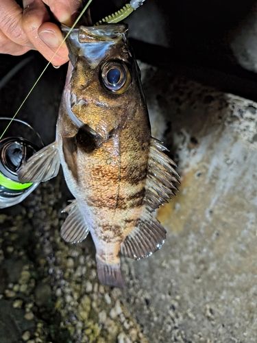 メバルの釣果