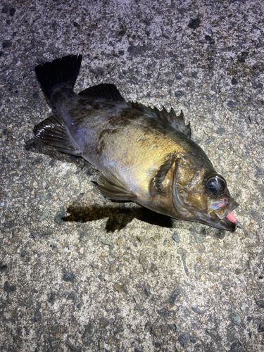 シロメバルの釣果