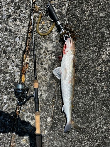 エソの釣果