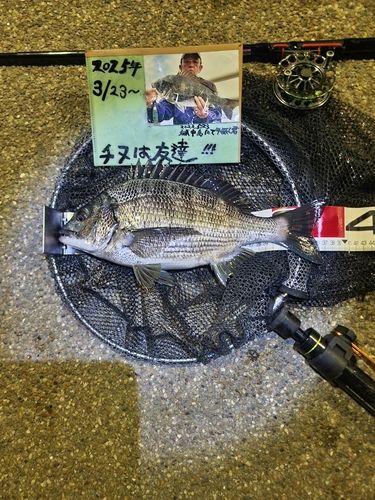 チヌの釣果